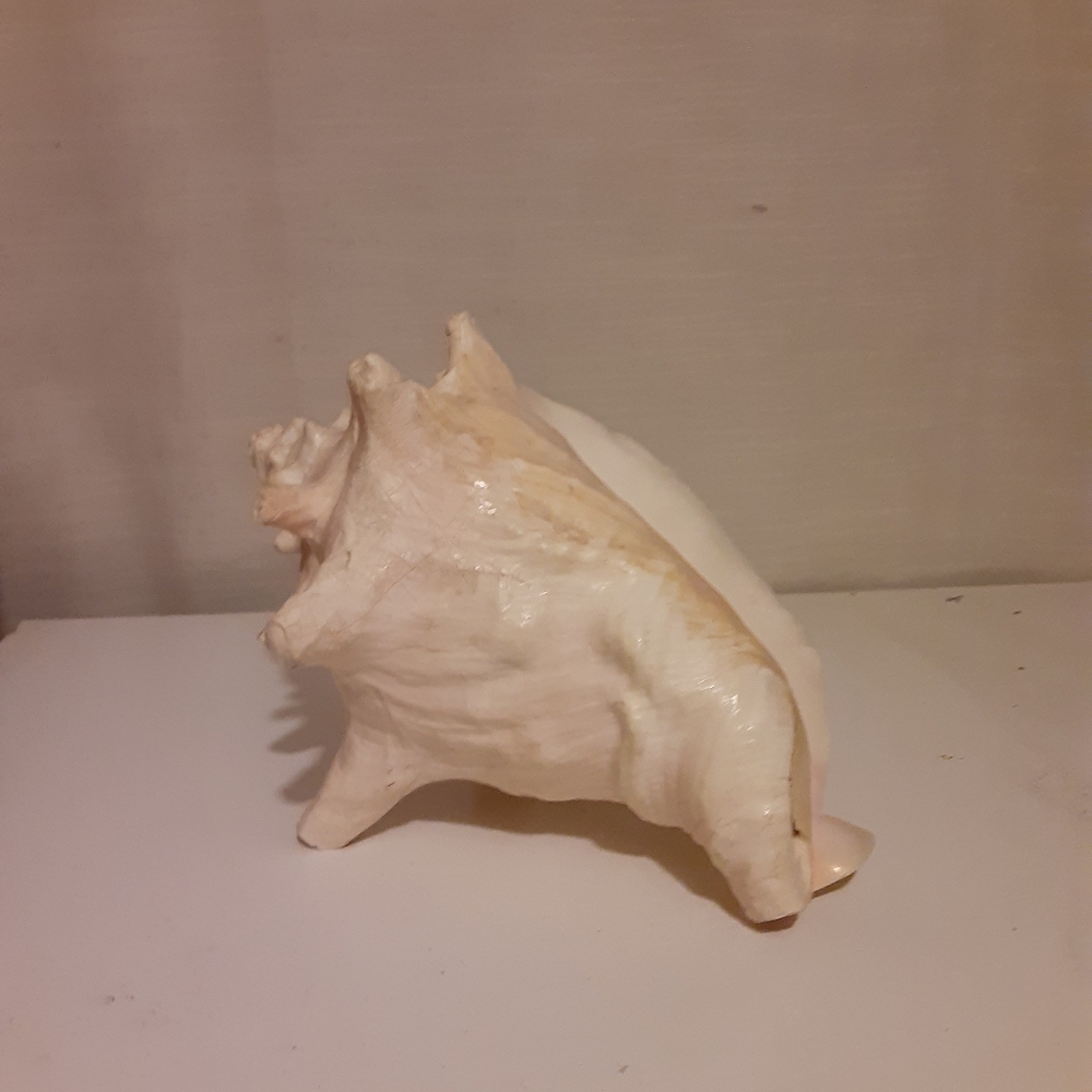 Conch Shell - Picture 3 of 3